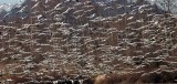 BIRD - GOOSE - SNOW GEESE IN SKAGIT VALLEY - MOUNT VERNON WASHINGTON AREA (56).jpg