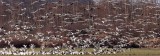 BIRD - GOOSE - SNOW GEESE IN SKAGIT VALLEY - MOUNT VERNON WASHINGTON AREA (62).jpg