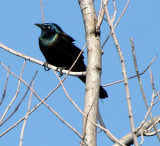 BIRD - GRACKLE - COMMON GRACKLE - WEST CHICAGO MARSH ILLINOIS (4).jpg