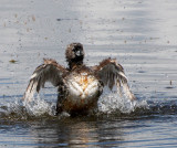 BIRD - GREBE - PIED-BILLED GREBE - RIDGEFIELD NWR WA (31).jpg