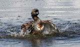 BIRD - GREBE - PIED-BILLED GREBE - RIDGEFIELD NWR WA (36).jpg