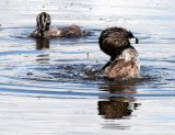 BIRD - GREBE - PIED-BILLED GREBE - RIDGEFIELD NWR WA (44).jpg