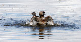 BIRD - GREBE - PIED-BILLED GREBE - RIDGEFIELD NWR WA (60).JPG
