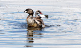 BIRD - GREBE - PIED-BILLED GREBE - RIDGEFIELD NWR WA (61).JPG