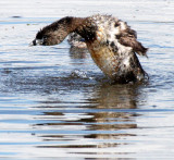 BIRD - GREBE - PIED-BILLED GREBE - RIDGEFIELD NWR WA (64).jpg