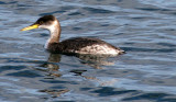 BIRD - GREBE - REDNECKED - OP A (2).jpg