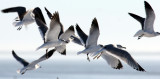BIRD - GULL - LAUGHING GULL - ARANSAS TEXAS - WITH RING-BILLED GULL.jpg