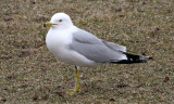 BIRD - GULL - RING-BILLED GULL - CHICAGO MONTROSE PARK (3).JPG