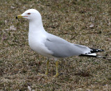 BIRD - GULL - RING-BILLED GULL - CHICAGO MONTROSE PARK (6).JPG