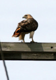 BIRD - HAWK - RED-TAILED HAWK - WHEATON ILLINOIS (2).JPG