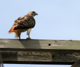 BIRD - HAWK - RED-TAILED HAWK - WHEATON ILLINOIS (9).JPG