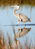 BIRD - HERON - GREAT BLUE - ARANSAS.jpg
