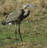 BIRD - HERON - GREAT BLUE - POINT REYES CALIF.jpg