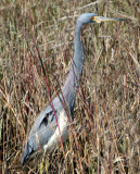 BIRD - HERON - TRICOLORED - ARANSAS (3).jpg