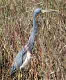 BIRD - HERON - TRICOLORED - ARANSAS (4).jpg