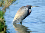 BIRD - HERON - TRICOLORED - SAN DIEGO WETLANDS C.jpg