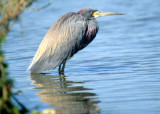 BIRD - HERON - TRICOLORED - SAN DIEGO WETLANDS E.jpg