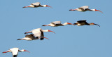 BIRD - IBIS - WHITE - ARANSAS A2 (10).jpg