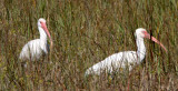 BIRD - IBIS - WHITE - ARANSAS A2 (3).jpg