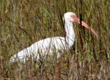 BIRD - IBIS - WHITE - ARANSAS A2 (4).jpg