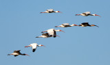 BIRD - IBIS - WHITE - ARANSAS A2 (9).jpg