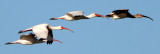 BIRD - IBIS - WHITE - ARANSAS A2.jpg