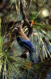 BIRD - JAY - STELLERS - EAST SIDE A.jpg