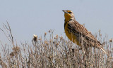 BIRD - MEADOWLARK - WESTERN - POTHOLES SP WASHINGTON (2).jpg