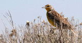 BIRD - MEADOWLARK - WESTERN - POTHOLES SP WASHINGTON.jpg