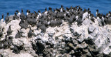 BIRD - MURRE - COMMON - YAQUINA HEAD OREGON C.jpg