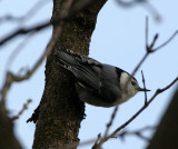 BIRD - NUTHATCH - WHITE-BREASTED NUTHATCH - LINCOLN MARSH ILLINOIS (9).JPG