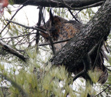 BIRD - OWL - GREAT-HORNED OWL - GENEVA COURTHOUSE ILLINOIS (18).JPG