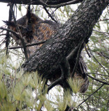 BIRD - OWL - GREAT-HORNED OWL - GENEVA COURTHOUSE ILLINOIS (20).JPG