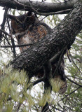 BIRD - OWL - GREAT-HORNED OWL - GENEVA COURTHOUSE ILLINOIS (30).JPG