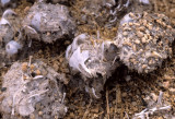 BIRD - OWL - PELLETS - ANZA BORREGO.jpg