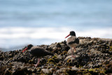 BIRD - Oyster Catcher - BLACK X AMERICAN HYBRID - Anacapa Island (6).jpg