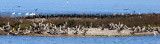 BIRD - PELICAN - BROWN - ARANSAS A (10).jpg
