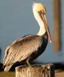 BIRD - PELICAN - BROWN - ARANSAS A (5).jpg