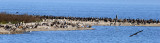 BIRD - PELICAN - BROWN - ARANSAS A.jpg