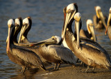 BIRD - PELICAN - BROWN - MALIBU CALIFORNIA J.jpg