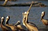 BIRD - PELICAN - BROWN - MALIBU CALIFORNIA.jpg