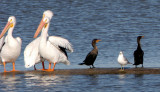 BIRD - PELICAN - WHITE - ARANSAS A (5).jpg