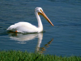 BIRD - PELICAN - WHITE - WYOMING E.jpg