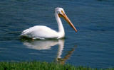 BIRD - PELICAN - WHITE - WYOMING.jpg
