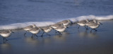 BIRD - SANDERLING - POINT REYES.jpg