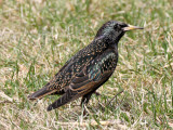 BIRD - STARLING - EUROPEAN STARLING - GARFIELD PARK CHICAGO (7).JPG