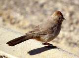 BIRD - TOWHEE - CANYON - CHACO NM A.jpg