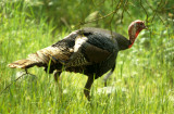 BIRD - WILD TURKEY - EFFIE YEAW NWR SACRAMENTO.jpg