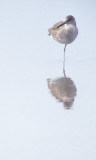 BIRD - WILLET - POINT REYES C.jpg