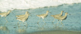 BIRD - WILLETS - POINT REYES SURF.jpg